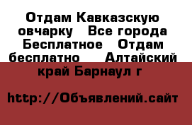 Отдам Кавказскую овчарку - Все города Бесплатное » Отдам бесплатно   . Алтайский край,Барнаул г.